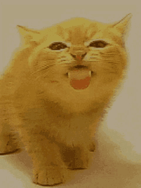 a close up of a cat 's face with its tongue out