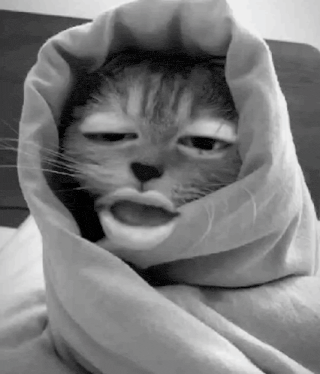 a black and white photo of a cat wrapped in a blanket with its eyes closed .