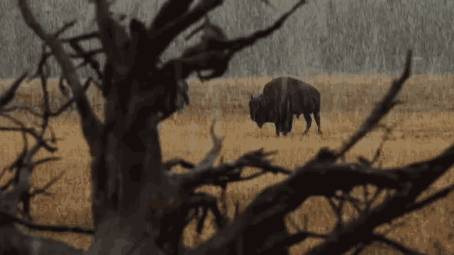 a bison standing in a field with a tree in the background