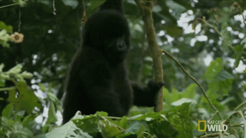 Looking Around Mojo GIF - Looking Around Mojo A Hard Life For A Gorilla GIFs