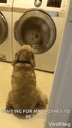 a dog is sitting in front of a washing machine waiting for it to be done .