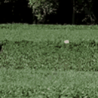 a dog is playing with a frisbee in a lush green field