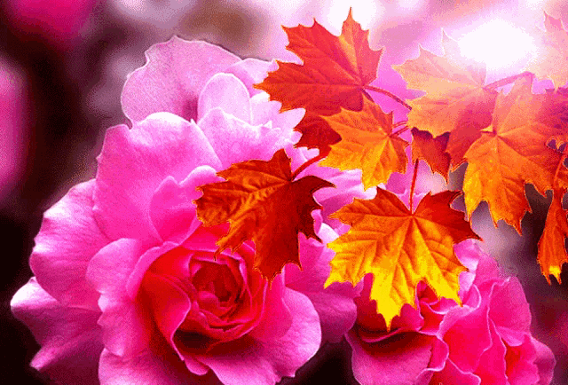 a close up of a pink flower with autumn leaves surrounding it