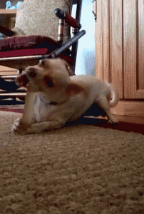 a small dog is laying on the floor chewing on a bone