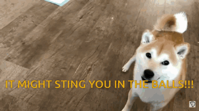 a dog standing on a wooden floor with the words " it might sting you in the balls "