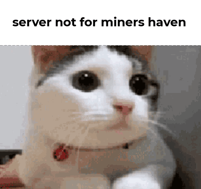 Minershaven Mhg GIF - Minershaven Mhg Cat GIFs