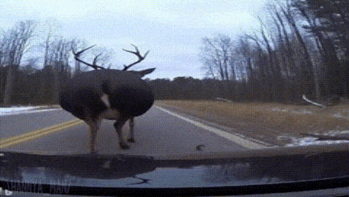a deer is standing on the side of a road near a car