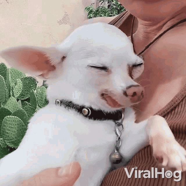 Sleepy Viralhog GIF - Sleepy Viralhog Tired GIFs
