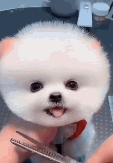 Puppy Cute GIF - Puppy Cute Cute Puppy GIFs