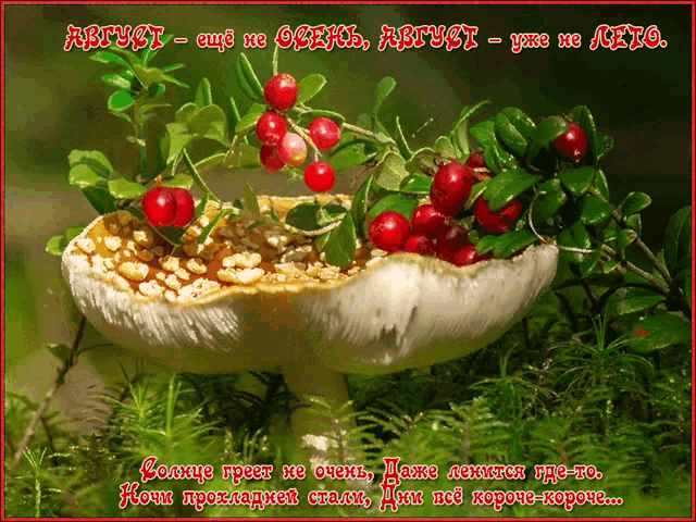 a picture of a mushroom with berries on it in a foreign language with a red border