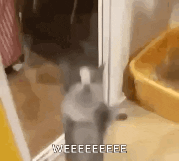 a cat is standing in a doorway next to a bowl of cat litter .