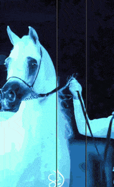 a painting of a white horse with a person holding a leash