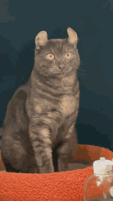 a gray cat with yellow eyes is sitting on a red towel