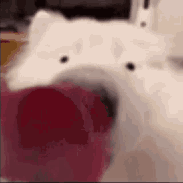 a close up of a white dog eating a red object .