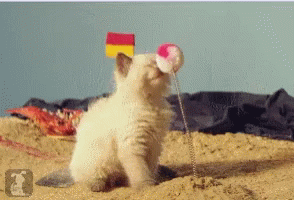 Kalp Cat GIF - Kalp Cat GIFs