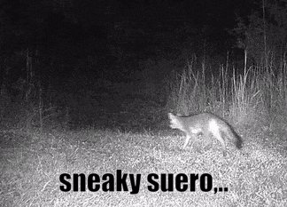 a black and white photo of a fox in the grass with the words `` sneaky suero '' below it .