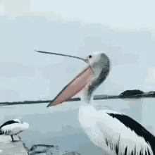 Pelican Open Wide GIF - Pelican Open Wide Open Mouth GIFs