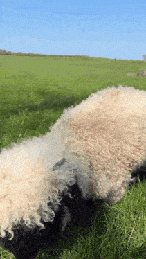 a sheep with curly hair is grazing in a field