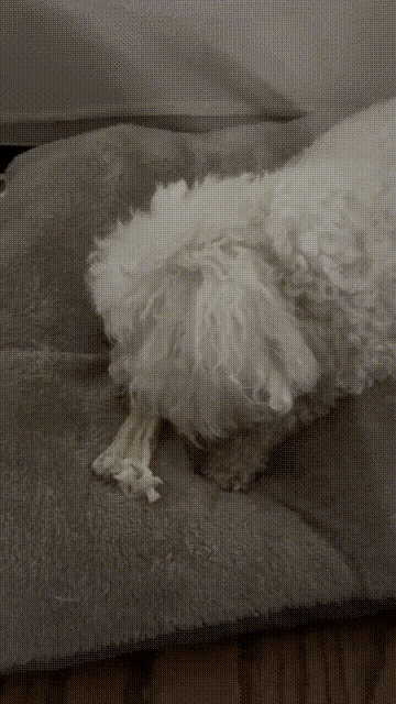 a small white dog is laying on a gray dog bed