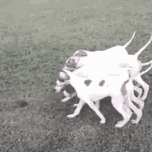 a group of dalmatian dogs are standing in a field .