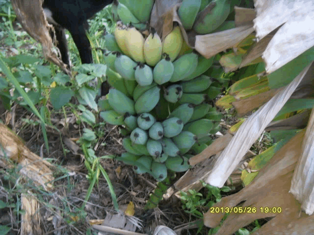 a bunch of green bananas are growing on a tree with a photo taken on 2013/05/26 19:00