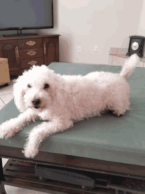 a small white dog is laying on a table in front of a tv