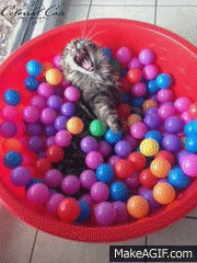 Cat Cat Ball Pit GIF - Cat Cat Ball Pit Ball Pit GIFs
