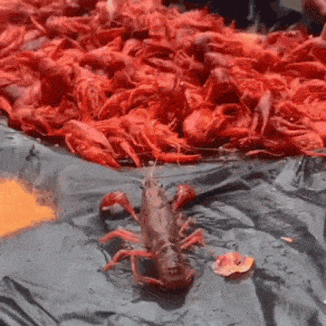 a crayfish is sitting on top of a pile of crawfish