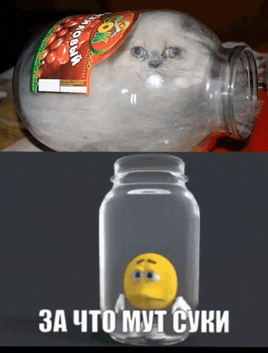 a picture of a cat in a jar next to a picture of a yellow duck in a jar