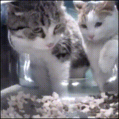 a couple of cats standing next to each other eating popcorn