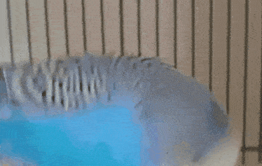 a blue and white parakeet with a yellow beak is in a cage