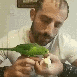 a man is feeding a green parrot a piece of banana