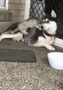 a husky dog is laying on the floor next to a cat and a bowl .