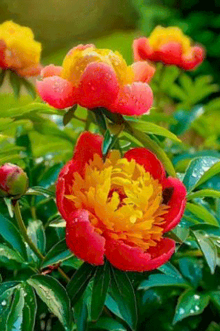 a close up of a red and yellow flower with water drops on the petals
