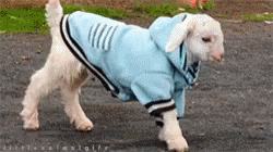 Goats Sweater GIF - Goats Sweater Funny Animals GIFs