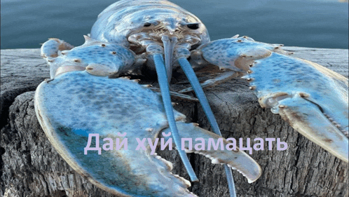 a blue lobster is laying on a piece of wood with a foreign language written on it