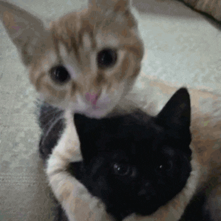 two cats are hugging each other on a couch and looking at the camera