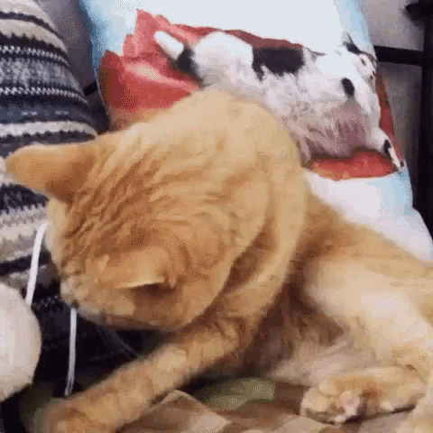 Netflix And Chill Cats GIF - Netflix And Chill Cats Cool GIFs