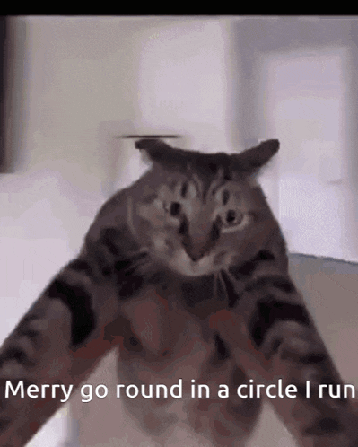 a cat is running around in a circle with the words merry go round in a circle i run .