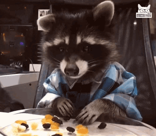 Eating Raccoon GIF - Eating Raccoon Snacks GIFs