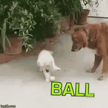 two dogs are playing with a ball on the ground .