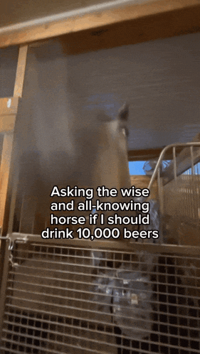 a horse in a stable with a caption that says asking the wise and all-knowing horse if i should drink 10000 beers