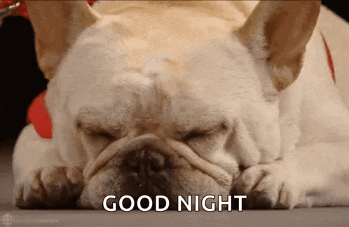 a french bulldog laying down with its eyes closed and the words " good night " written above it