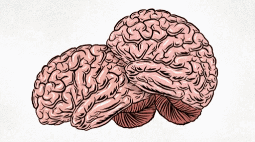 a drawing of two brains laying on top of each other on a white background