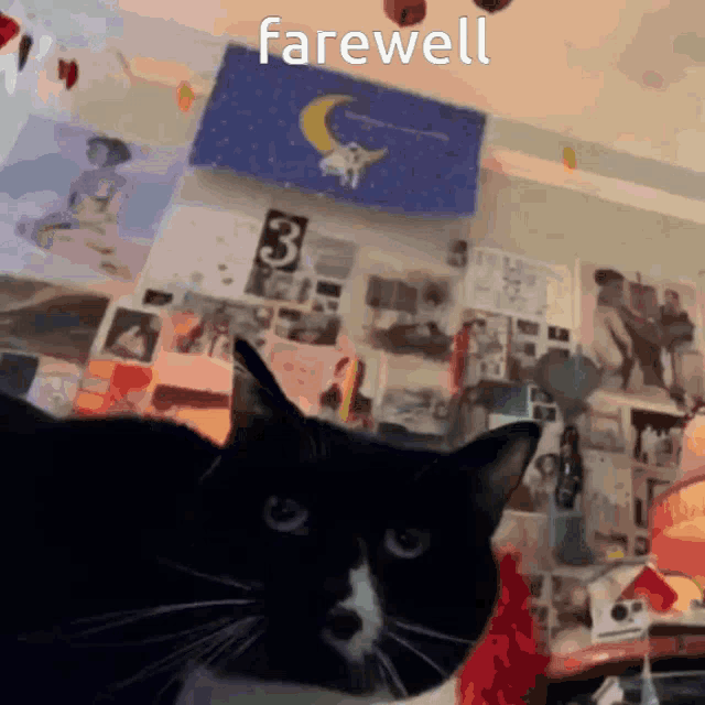 a black and white cat in front of a wall that says farewell on it