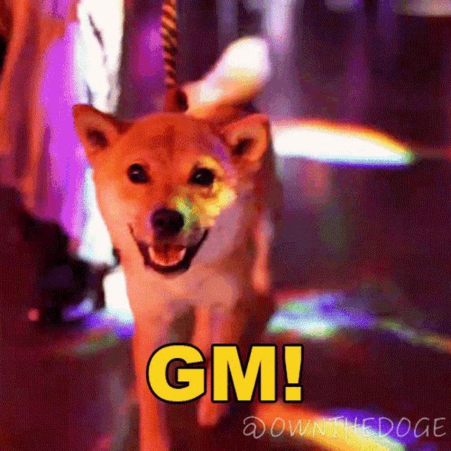 Gm The Doge Nft GIF - Gm The Doge Nft Good Morning GIFs