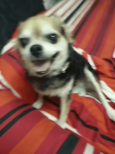 Chihuahua Dog GIF - Chihuahua Dog Lie Down GIFs