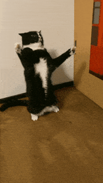 a black and white cat standing on its hind legs with its paws outstretched