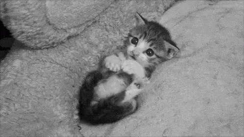 Kitten Struggle  GIF - Cute Kitten Cat GIFs