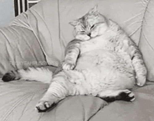 a fat cat is laying on a couch .